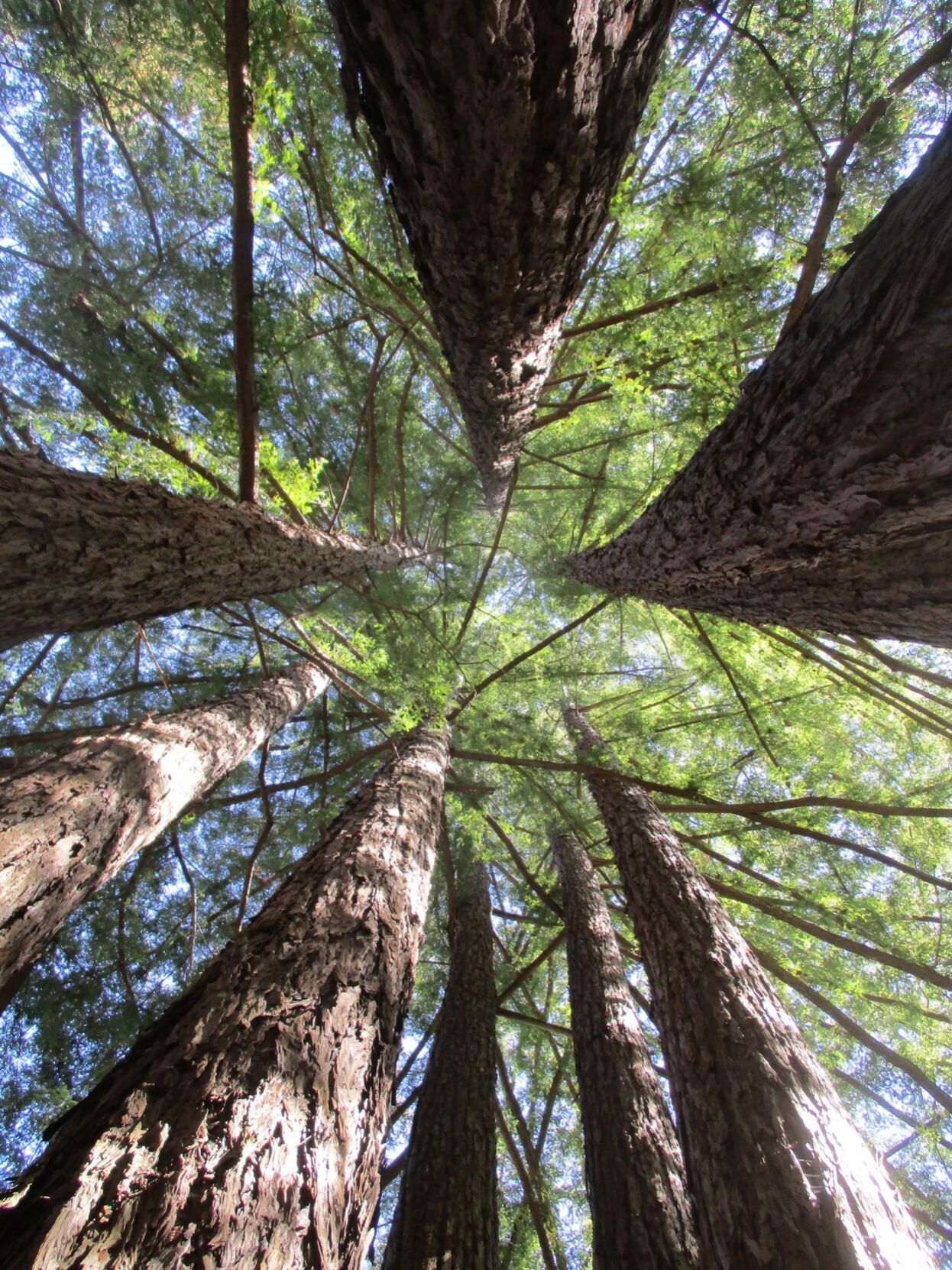 Big evergreen